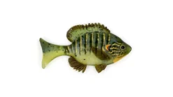 Sudden Impact Suzygill Bluegill