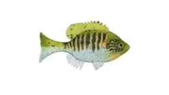 Sudden Impact Suzygill Bluegill Lil Gill